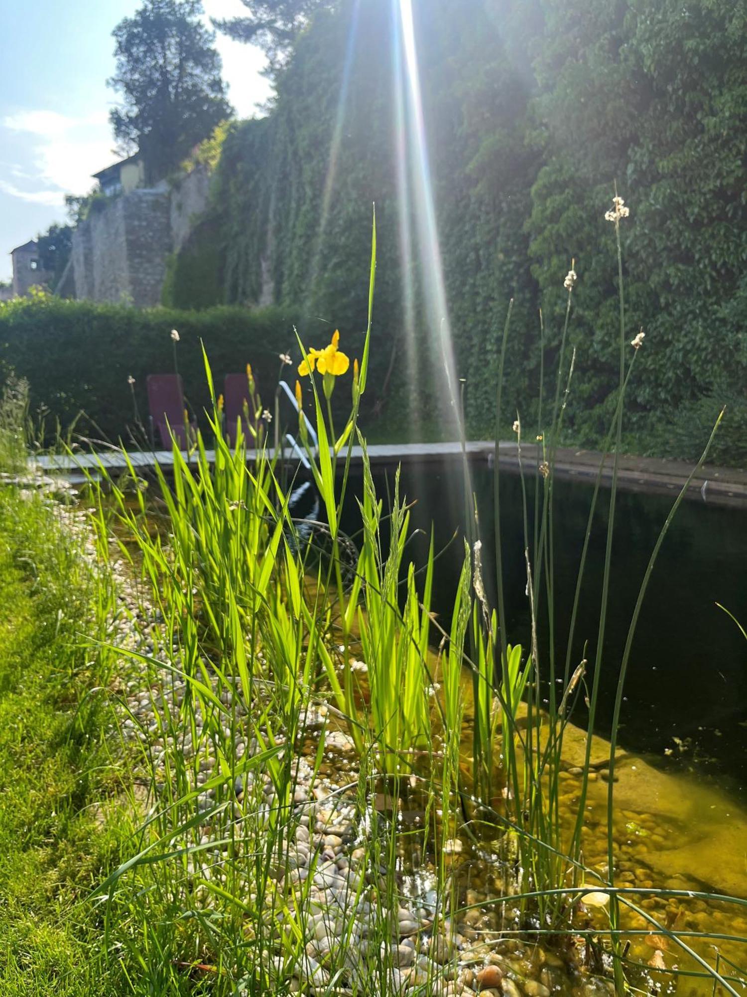 Gasthof Zum Goldenen Anker Hainburg an der Donau Exteriör bild